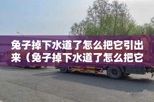 兔子掉下水道了怎么把它引出来（兔子掉下水道了怎么把它引出来他会后退吗）