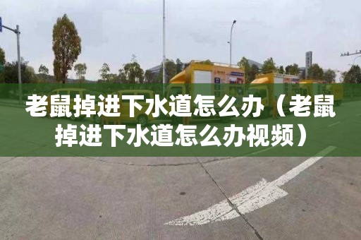 老鼠掉进下水道怎么办（老鼠掉进下水道怎么办视频）